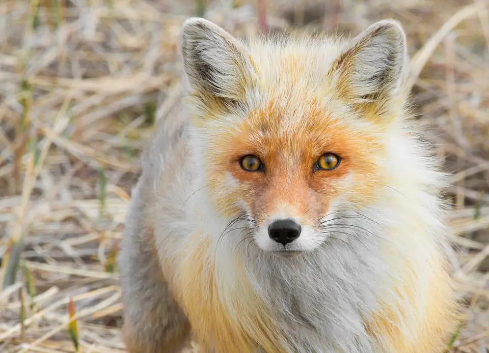 Animal Hello