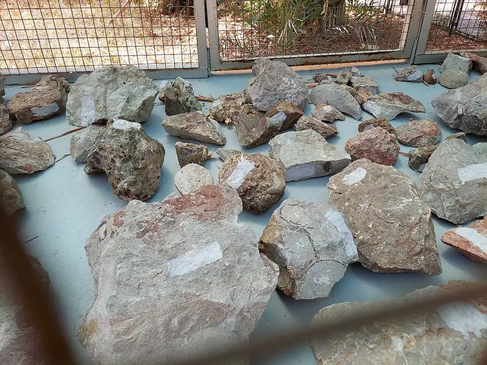 Dinosaur Dig