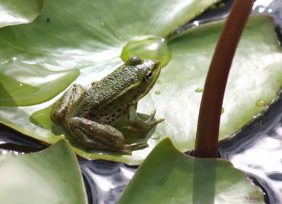 Giggle Pond