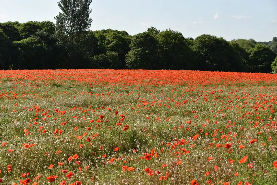 Memory Meadow