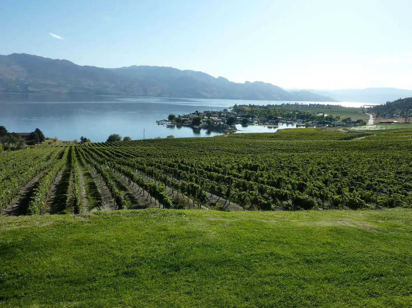 Vineyard growing in the Canadian wine region of the Okanagan Valley in British Columbia