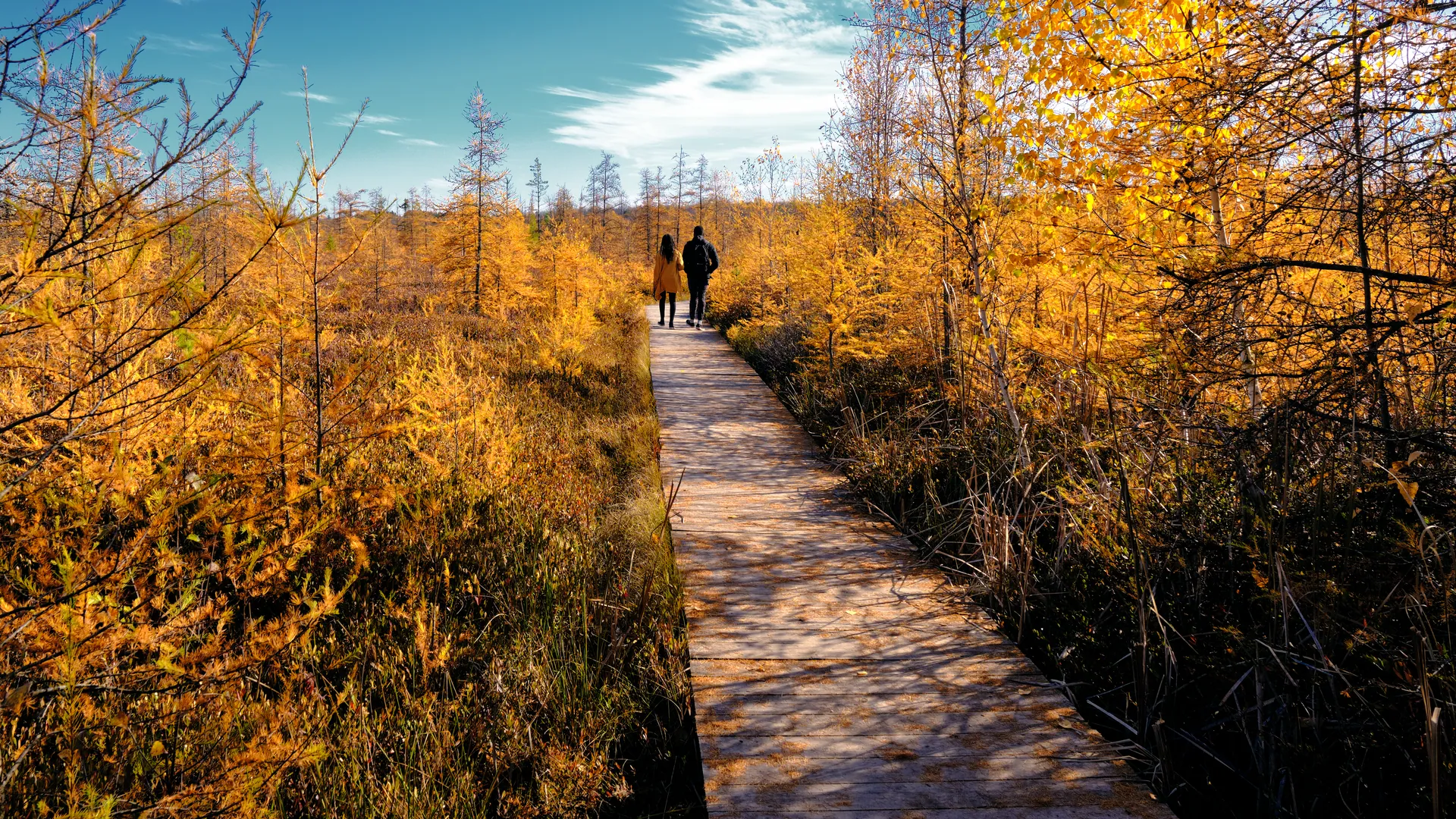 Mer Bleue Bog, a protected peatland near Ottawa.